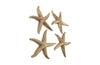 Phillips Collection Home Phillips Collection Starfish, Gold Leaf, Set of 4, LG