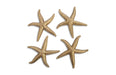 Phillips Collection Home Phillips Collection Starfish, Gold Leaf, Set of 4, LG