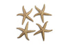 Phillips Collection Home Phillips Collection Starfish, Gold Leaf, Set of 4, LG