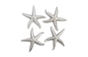 Phillips Collection Home Phillips Collection Starfish, Silver Leaf, Set of 4, MD