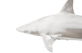 Phillips Collection Home Phillips Collection Whaler Shark, Silver Leaf