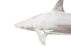 Phillips Collection Home Phillips Collection Whaler Shark, Silver Leaf