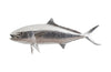 Phillips Collection Home Phillips Collection Yellow Tailed King Fish Wall Sculpture, Resin, Silver Leaf