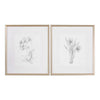 Uttermost Home Uttermost Botanical Sketches Framed Prints, S/2