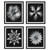 Uttermost Home Uttermost Contemporary Floret Framed Prints, S/4