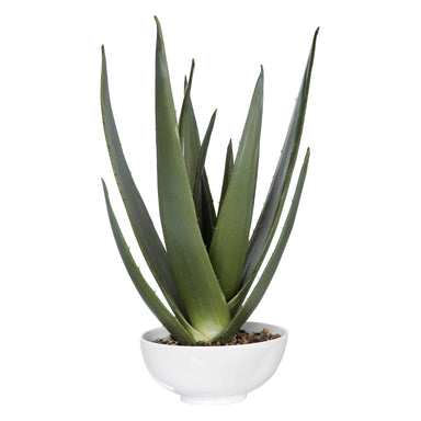 Uttermost Home Uttermost Evarado Aloe Planter