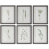 Uttermost Home Decor Uttermost Forest Finds Framed Prints, S/6