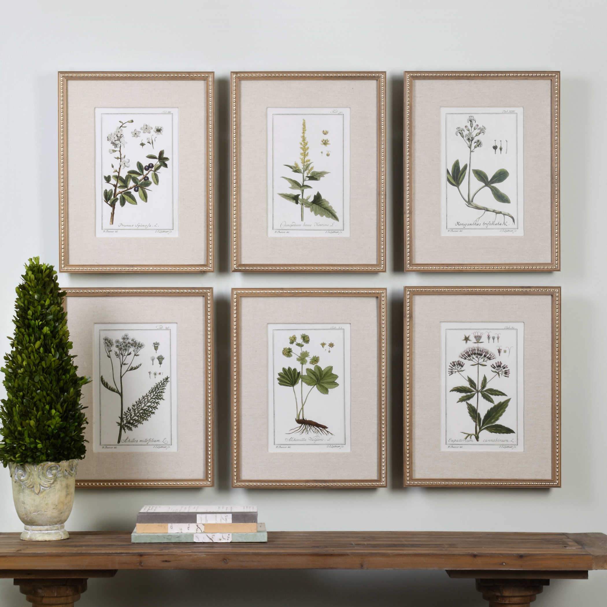 Uttermost Home Uttermost Green Floral Botanical Study Framed Prints, S/6