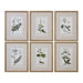 Uttermost Home Uttermost Green Floral Botanical Study Framed Prints, S/6